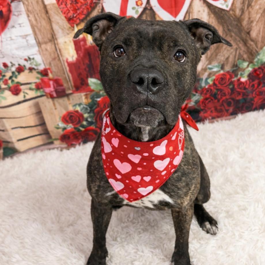 Mary, a Adoptable mixed breed in Binghamton, NY image 3/4