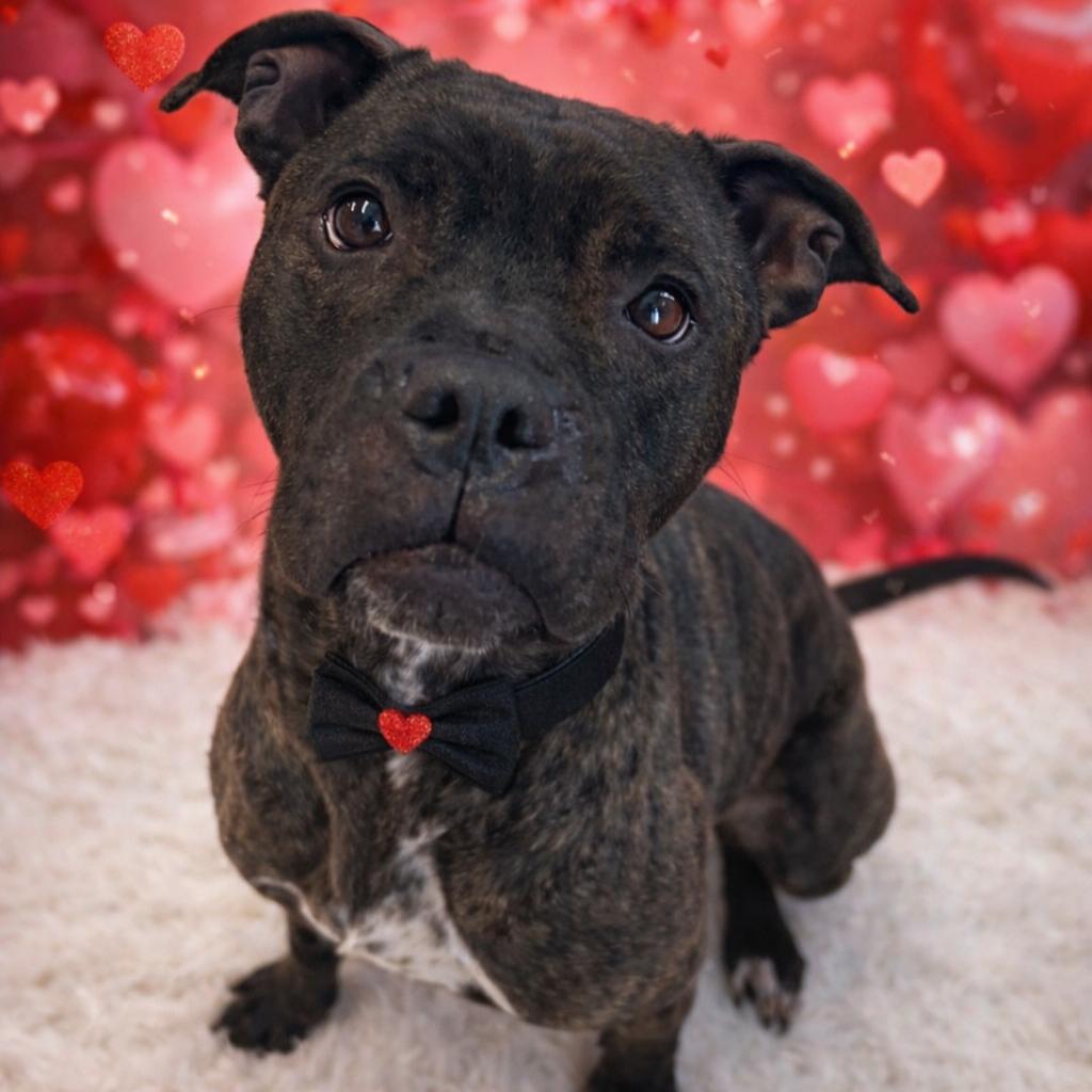 Mary, a Adoptable mixed breed in Binghamton, NY image 4/4