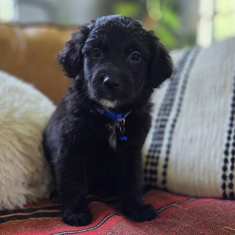 Prosciutto, adopted, Puppy Male Goldendoodle.