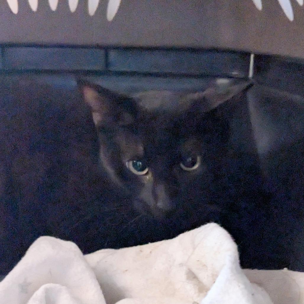 (WC) Juniper, Adoptable, Young Female Domestic Short Hair.