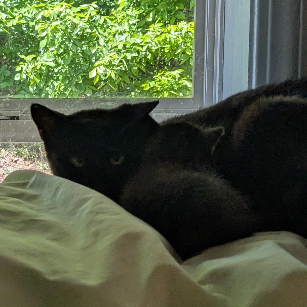 Enlarge (WC) Juniper, a Adoptable Domestic Short Hair in Huntsville, AR image 2/2