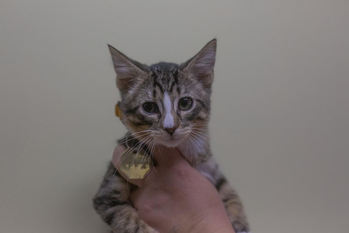 Tandoori, Adoptable, Kitten Male Domestic Short Hair & Tabby.