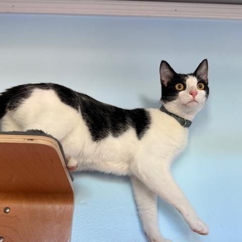 Enlarge CASPER, an adopted Domestic Short Hair in Lynn Haven, FL image 4/5