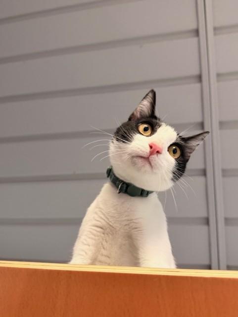 Enlarge CASPER, an adopted Domestic Short Hair in Lynn Haven, FL image 2/5