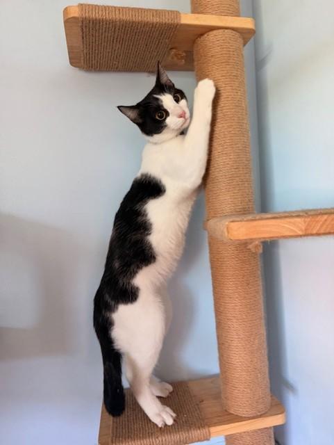 Enlarge CASPER, an adopted Domestic Short Hair in Lynn Haven, FL image 5/5