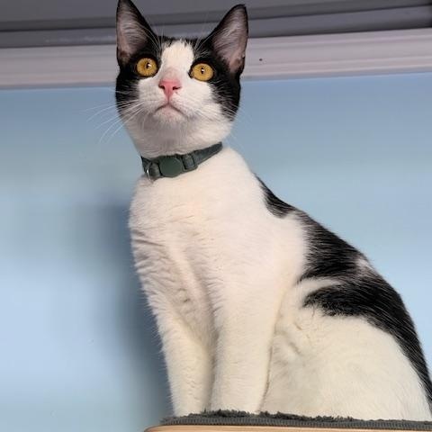 CASPER, adopted, Young Female Domestic Short Hair.