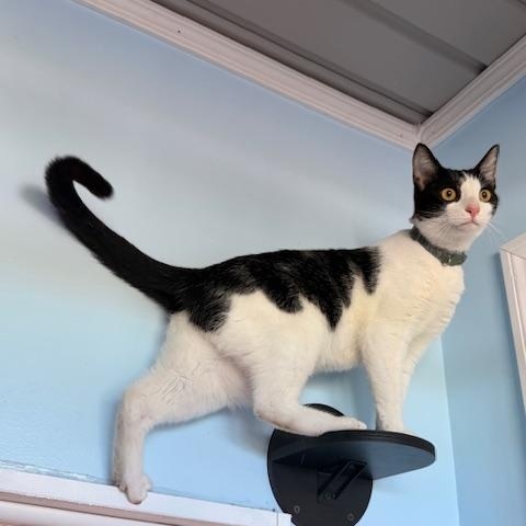 Enlarge CASPER, an adopted Domestic Short Hair in Lynn Haven, FL image 3/5