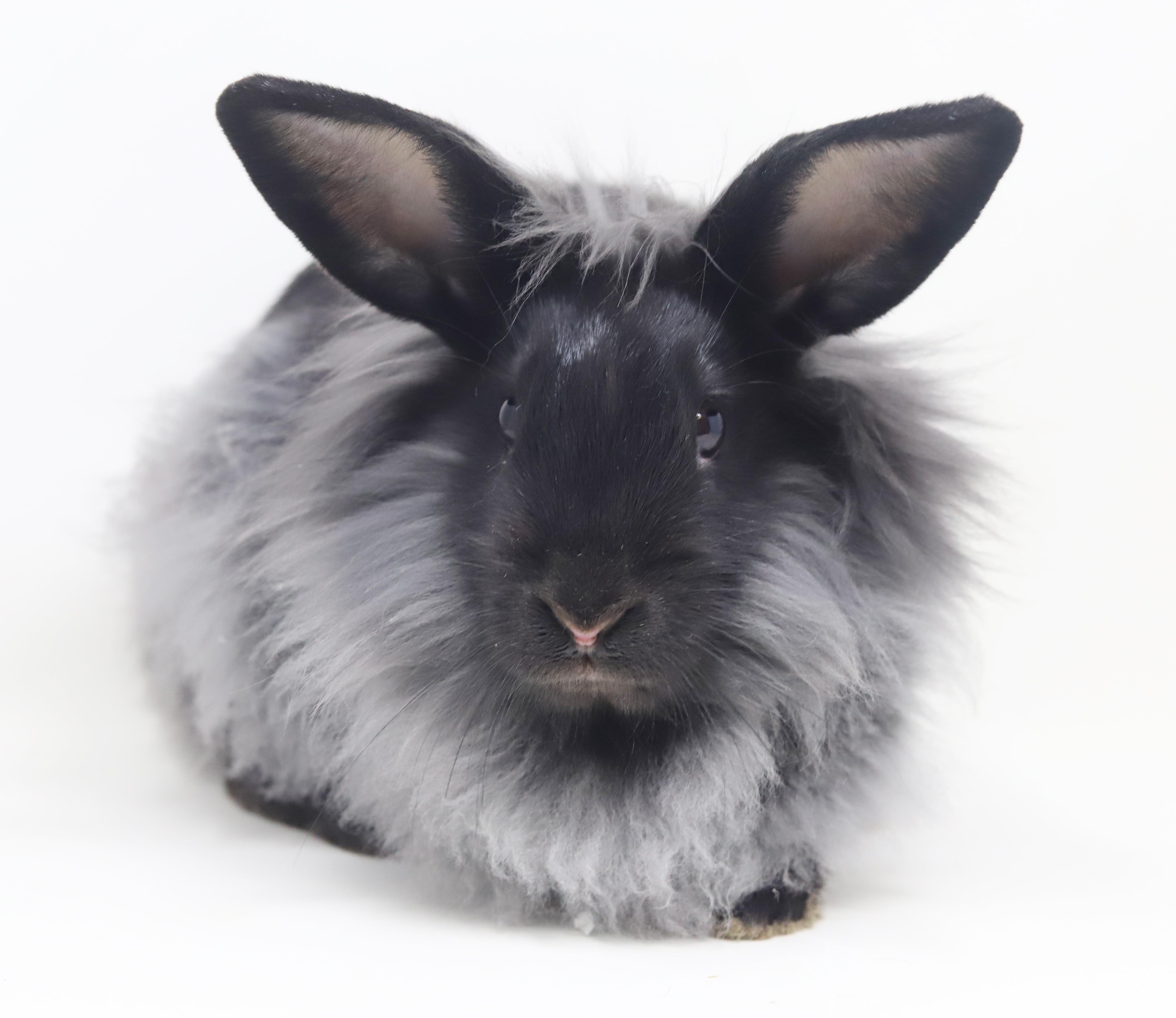 Rutabaga! Baby bunny super model! WOW she's spectacular!! - Adopted ...