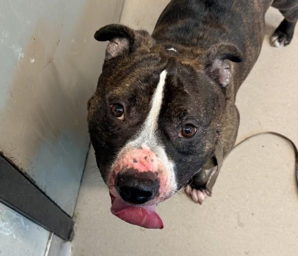 Enlarge Capone, a Adoptable mixed breed in El Cajon, CA image 1/1