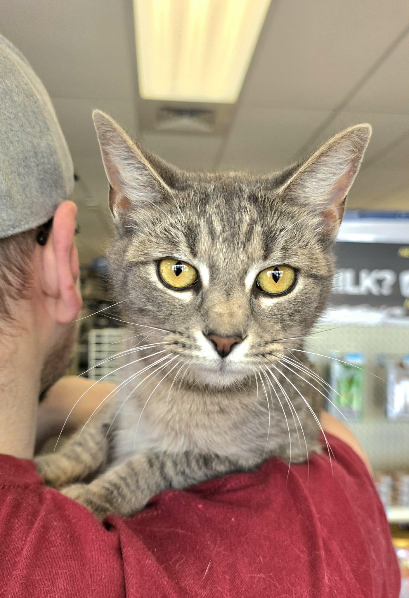 Silver, ADOPTABLE, Adult Female Domestic Short Hair.