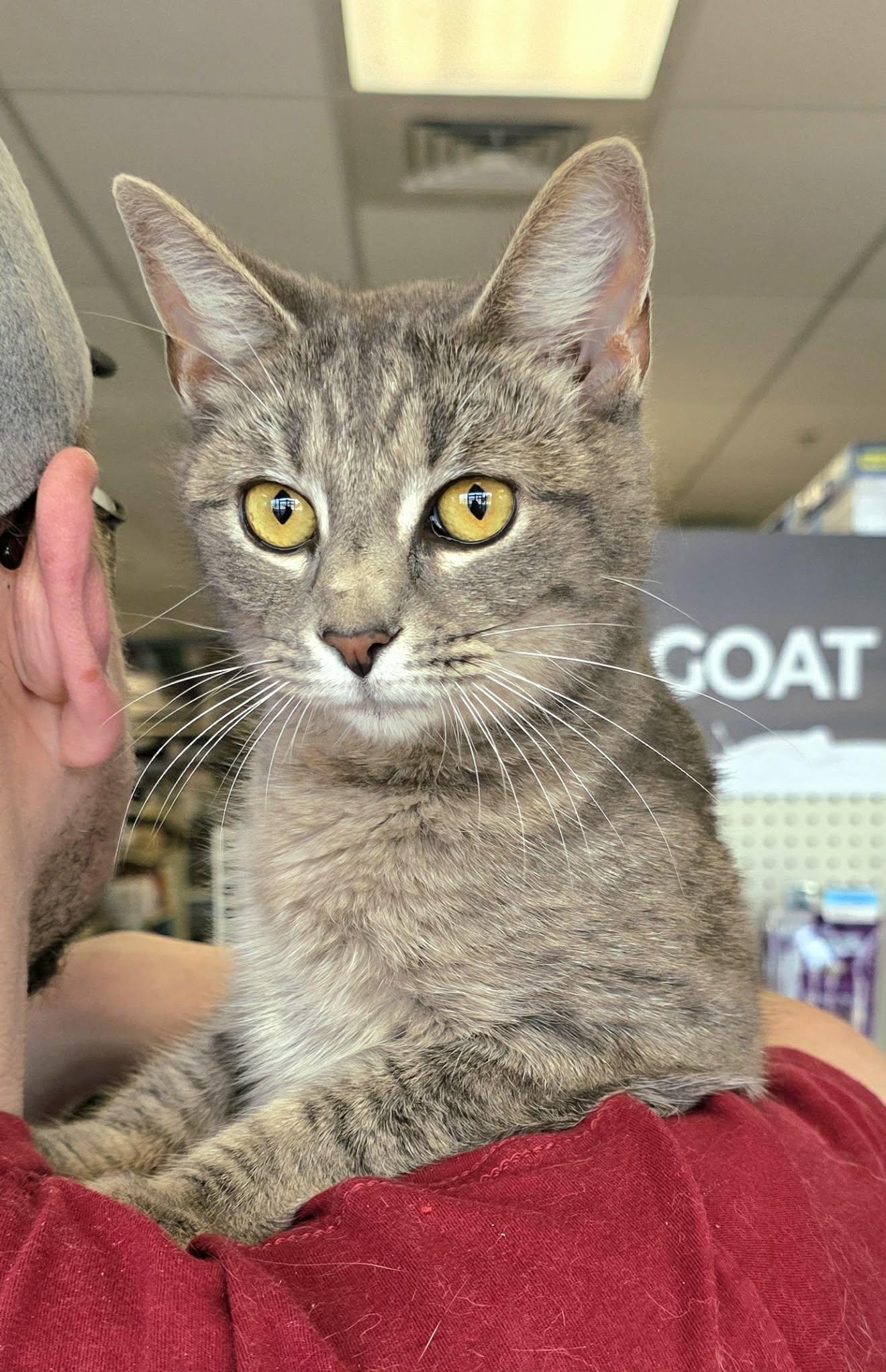 Enlarge Silver, a ADOPTABLE Domestic Short Hair in Oak Ridge, TN image 2/3