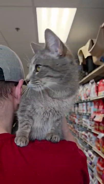 Enlarge Silver, a ADOPTABLE Domestic Short Hair in Oak Ridge, TN video 3/3