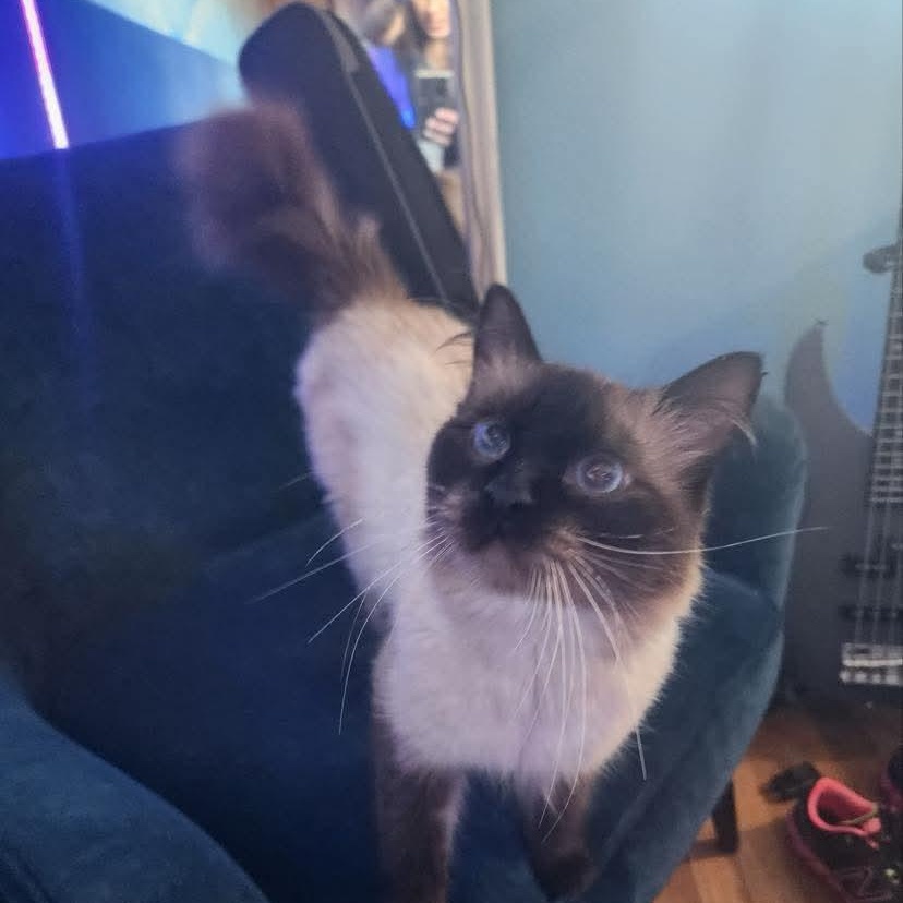 Enlarge Simi, a Adoptable mixed breed in Gladstone, OR image 5/6