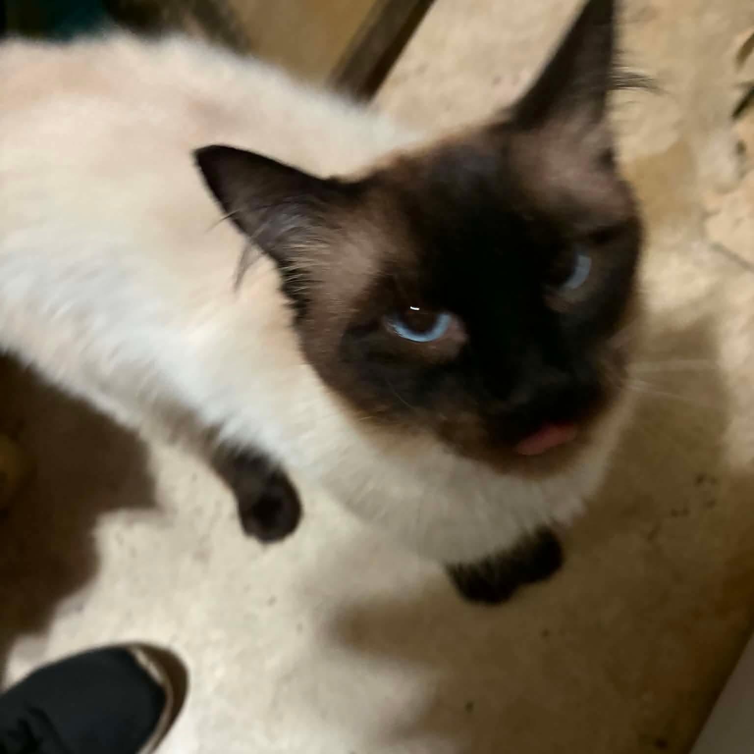 Enlarge Simi, a Adoptable mixed breed in Gladstone, OR image 1/6