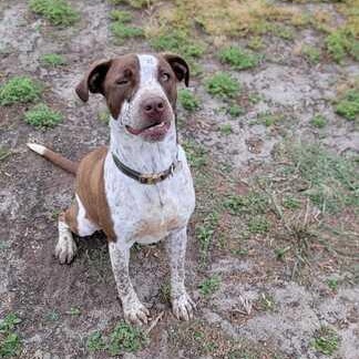 Enlarge Bonnie, a ADOPTABLE mixed breed in Valdosta, GA image 5/5