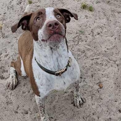 Enlarge Bonnie, a ADOPTABLE mixed breed in Valdosta, GA image 3/5