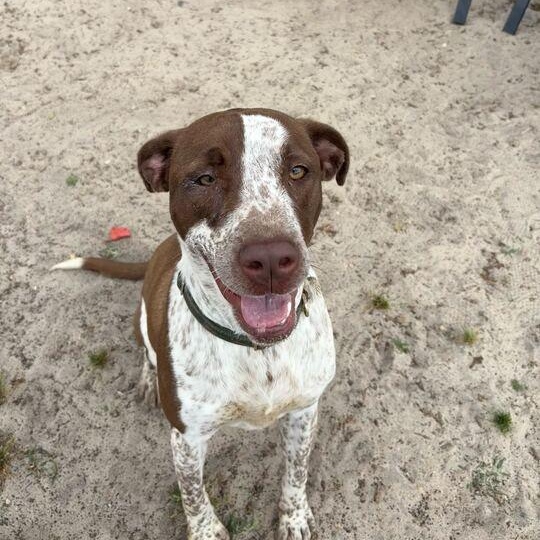 Enlarge Bonnie, a ADOPTABLE mixed breed in Valdosta, GA image 4/5