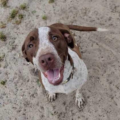 Bonnie, ADOPTABLE, Puppy Female Bulldog & Cattle Dog.