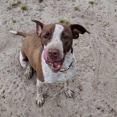 Enlarge Bonnie, a ADOPTABLE mixed breed in Valdosta, GA image 2/5