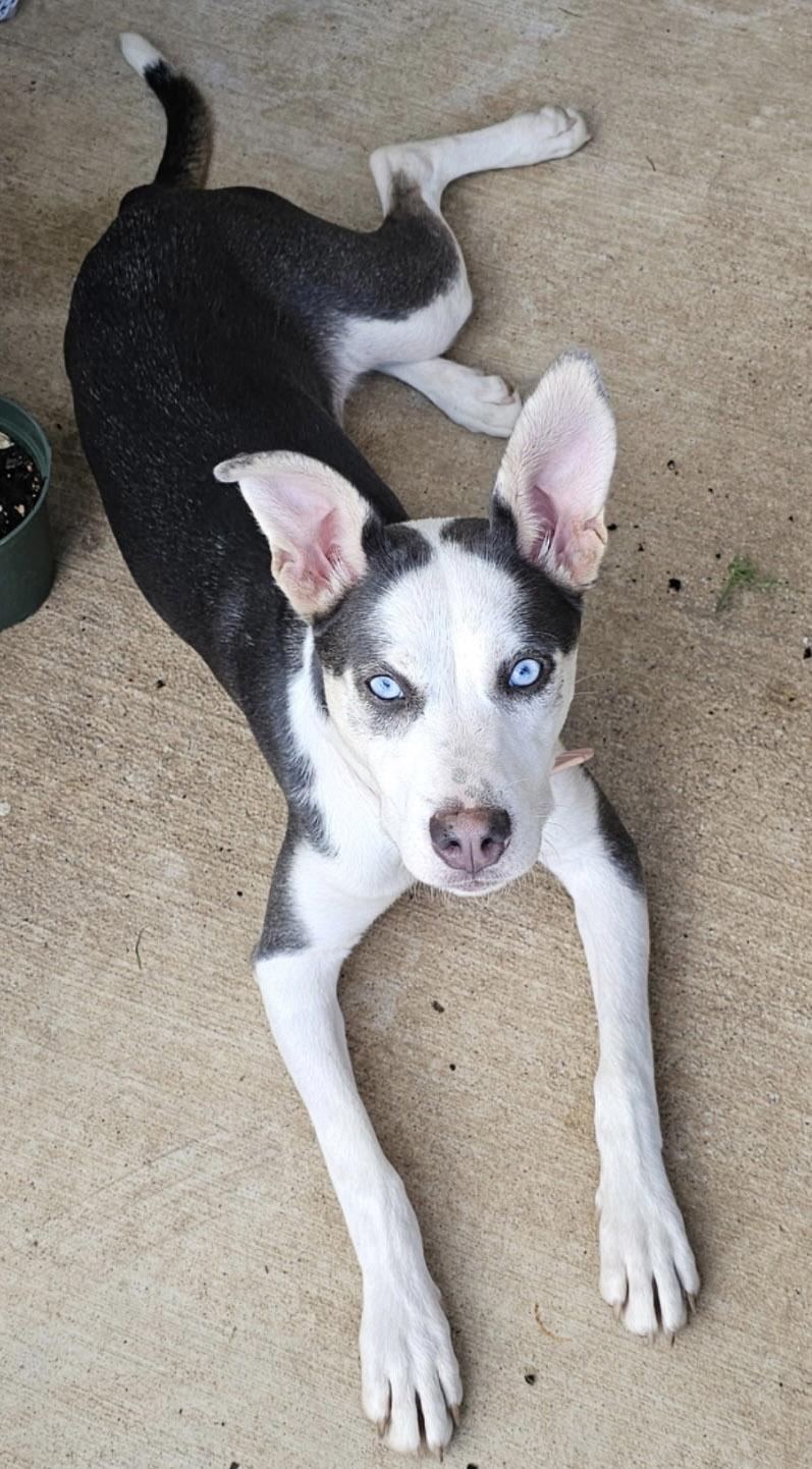 Enlarge Stormie, a Adopted mixed breed in Nashua, NH image 1/6