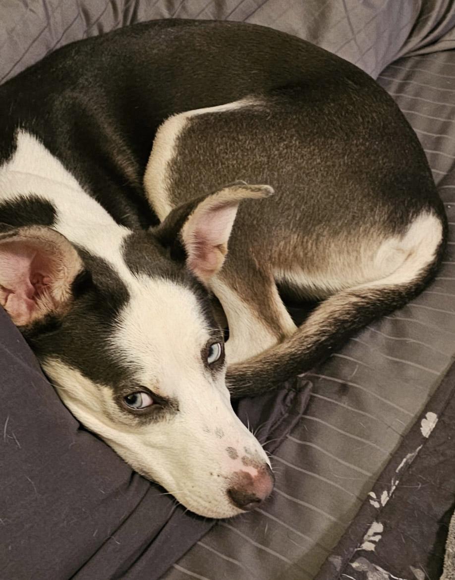 Enlarge Stormie, a Adopted mixed breed in Nashua, NH image 2/6