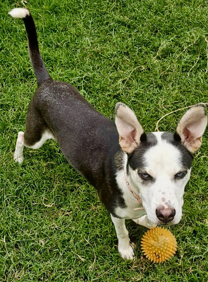 Enlarge Stormie, a Adopted mixed breed in Nashua, NH image 3/6