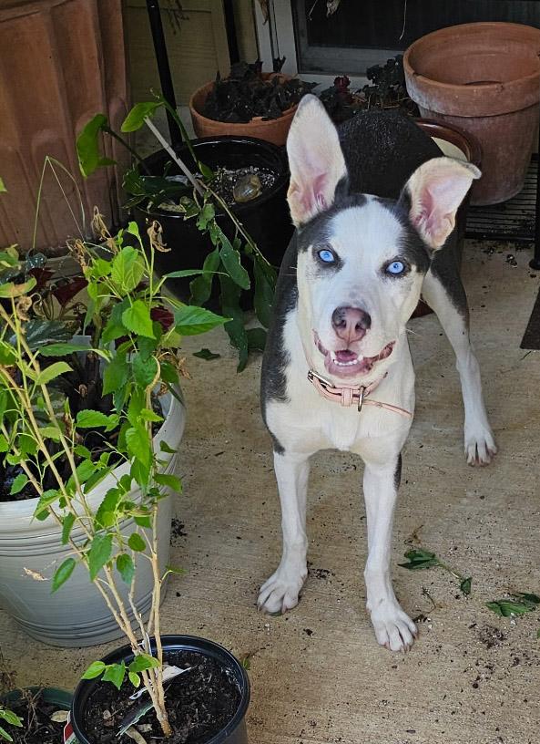 Enlarge Stormie, a Adopted mixed breed in Nashua, NH image 4/6