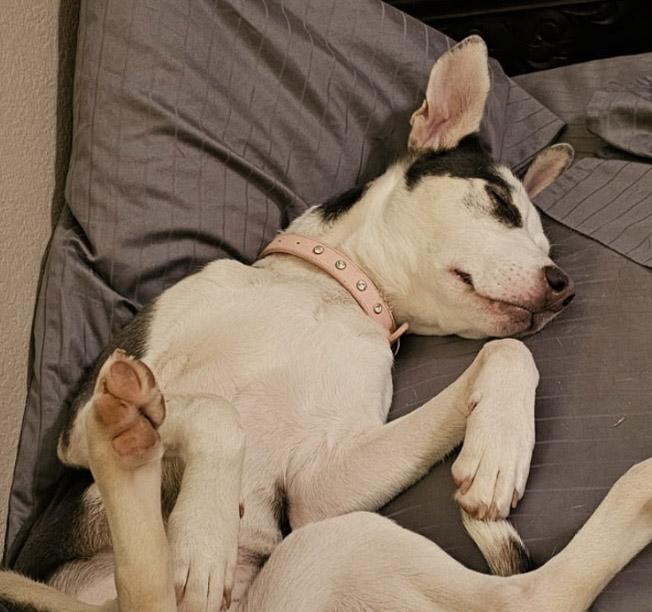 Stormie, Adopted, Young Female Husky & Catahoula Leopard Dog.