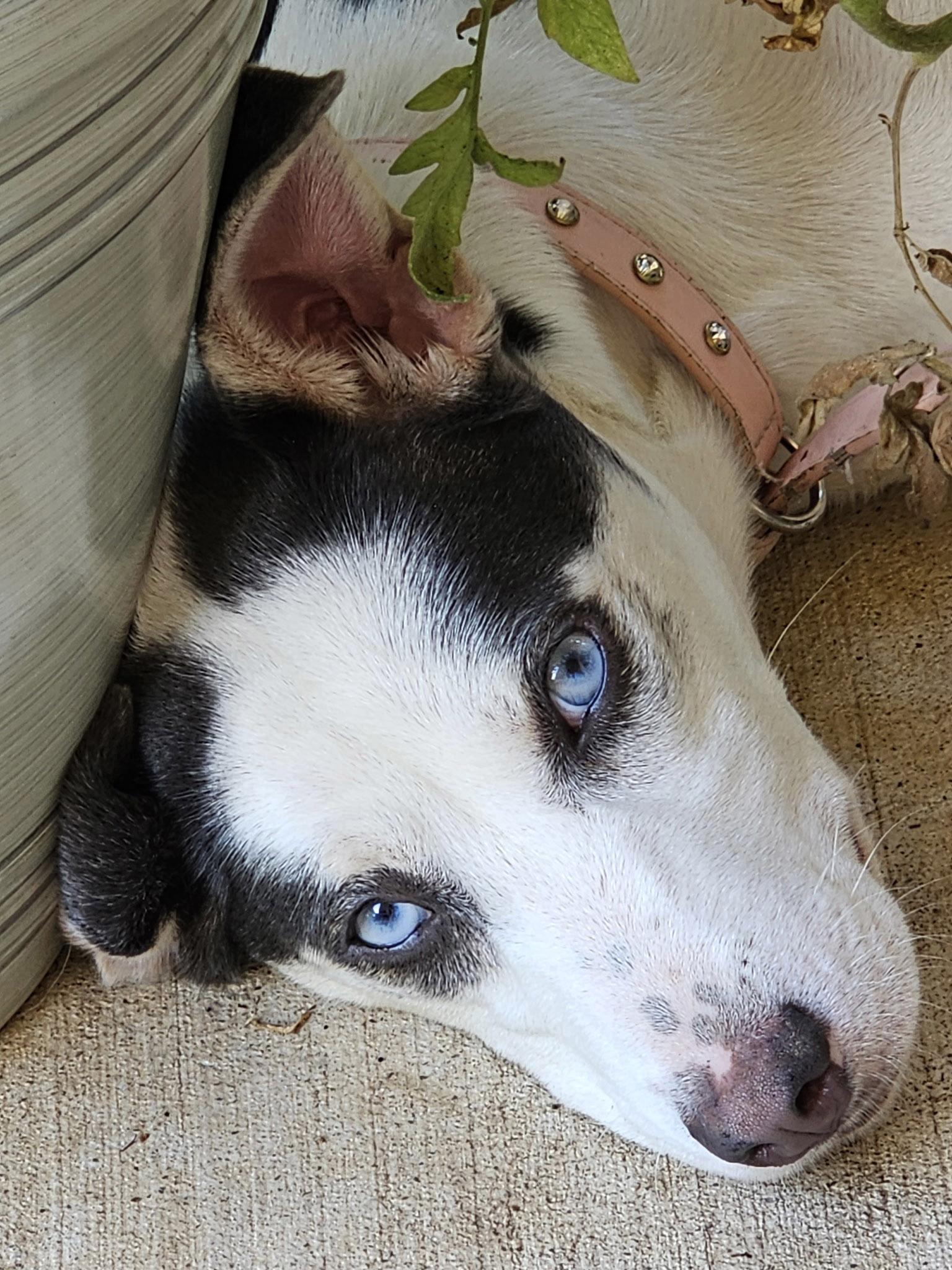 Enlarge Stormie, a Adopted mixed breed in Nashua, NH image 6/6