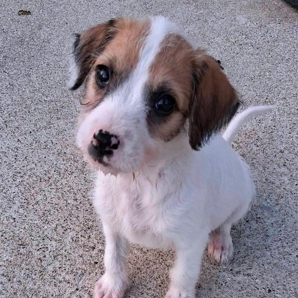 Enlarge Potbelly, a Adoptable mixed breed in Joliet, IL image 1/3