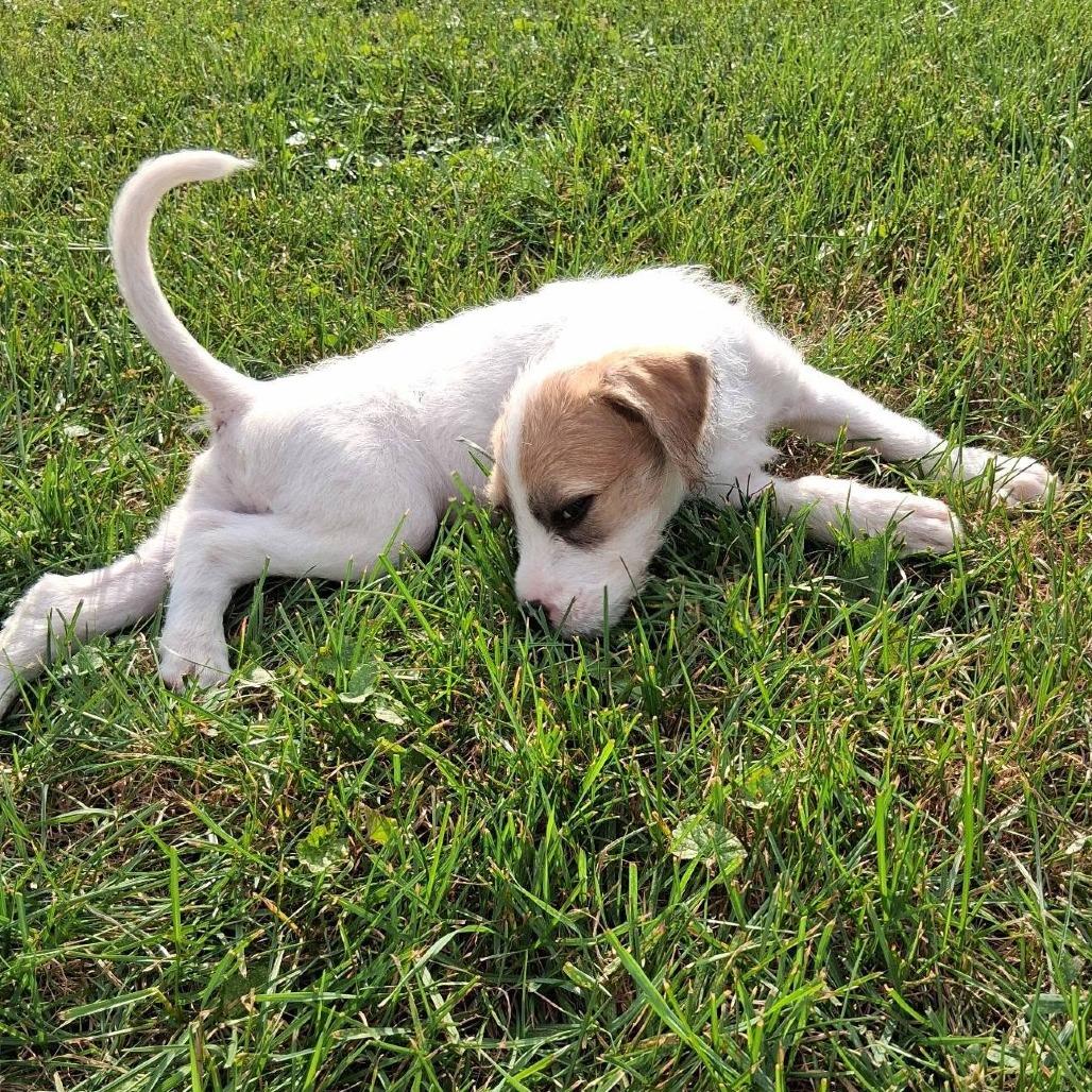 Enlarge Potbelly, a Adoptable mixed breed in Joliet, IL image 3/3