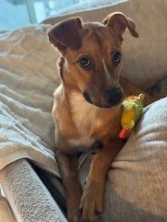 Anchovy/Hazel, Adoptable, Young Female Australian Kelpie & Labrador Retriever.