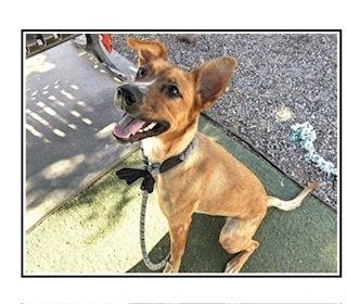 Enlarge Anchovy/Hazel, a Adoptable mixed breed in Puerto Penasco, SON image 2/3