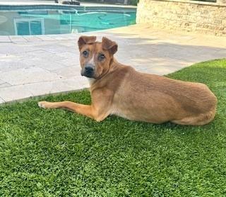 Enlarge Anchovy/Hazel, a Adoptable mixed breed in Puerto Penasco, SON image 3/3