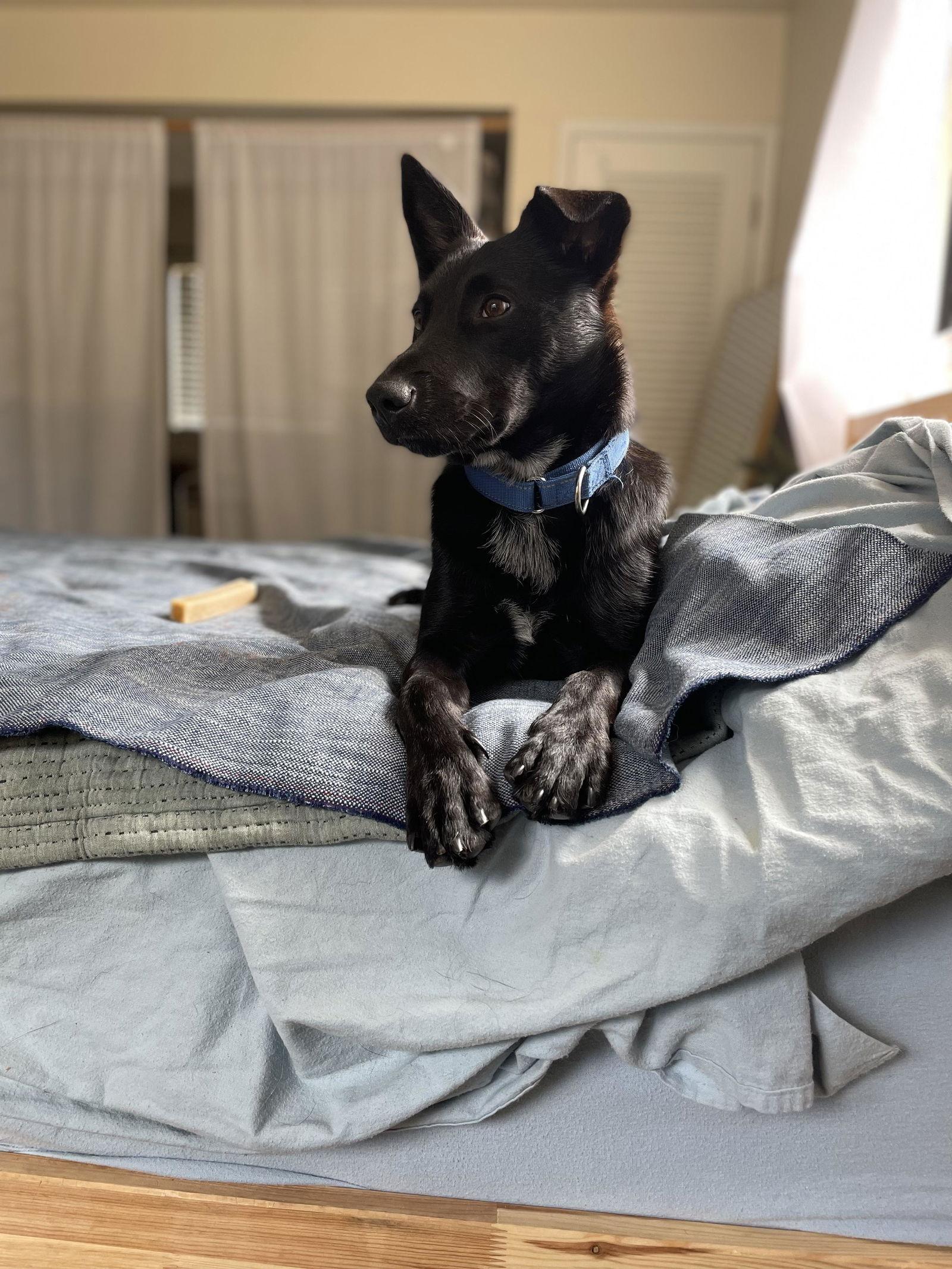 Mika, Adoptable, Young Female German Shepherd Dog.