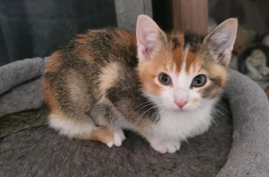 Enlarge MIRA, an adopted Calico in Oak Lawn, IL image 2/2