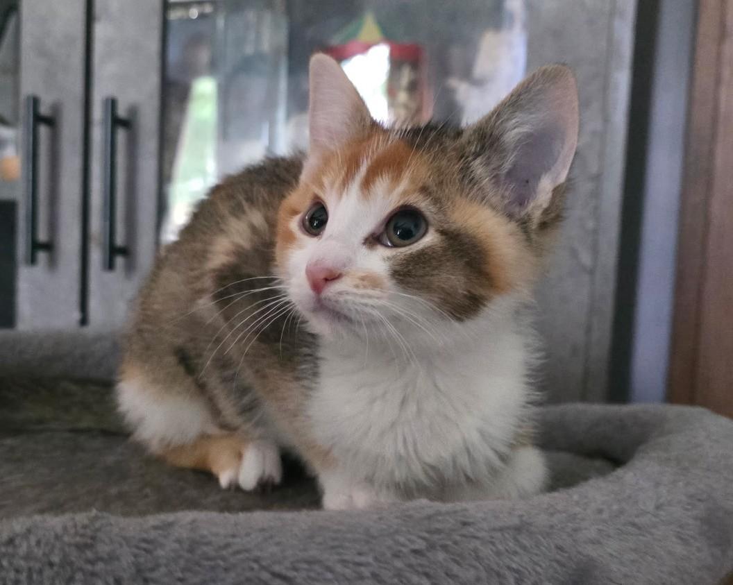 MIRA, adopted, Young Female Calico.