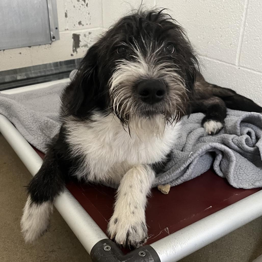 Enlarge Enoch, a ADOPTABLE mixed breed in Kansas City, KS image 1/1