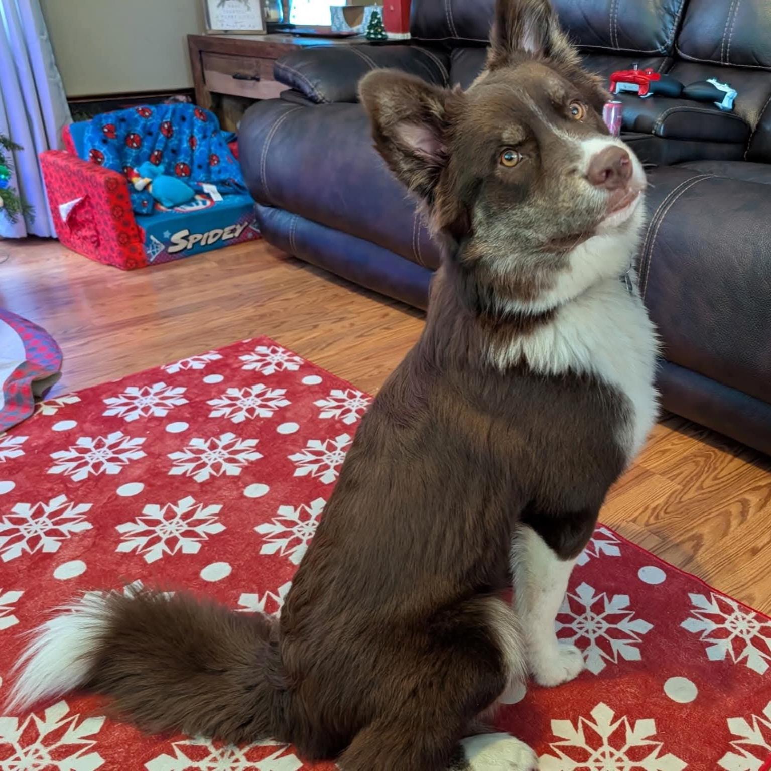 Enlarge Jax, an adopted mixed breed in Sioux City, IA image 1/4