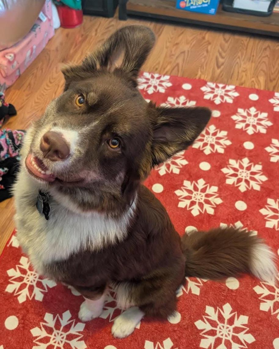 Enlarge Jax, an adopted mixed breed in Sioux City, IA image 2/4