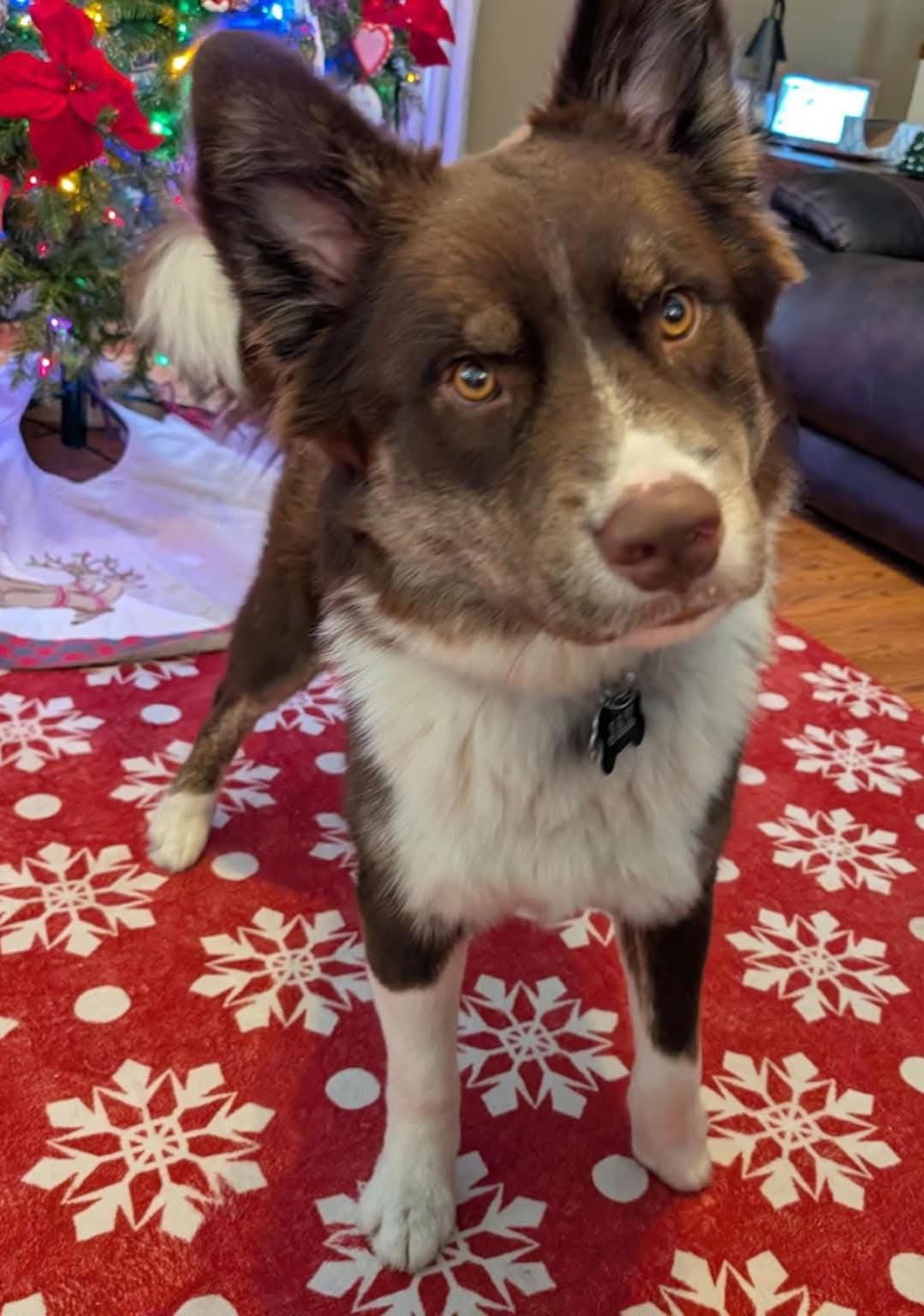 Enlarge Jax, an adopted mixed breed in Sioux City, IA image 4/4