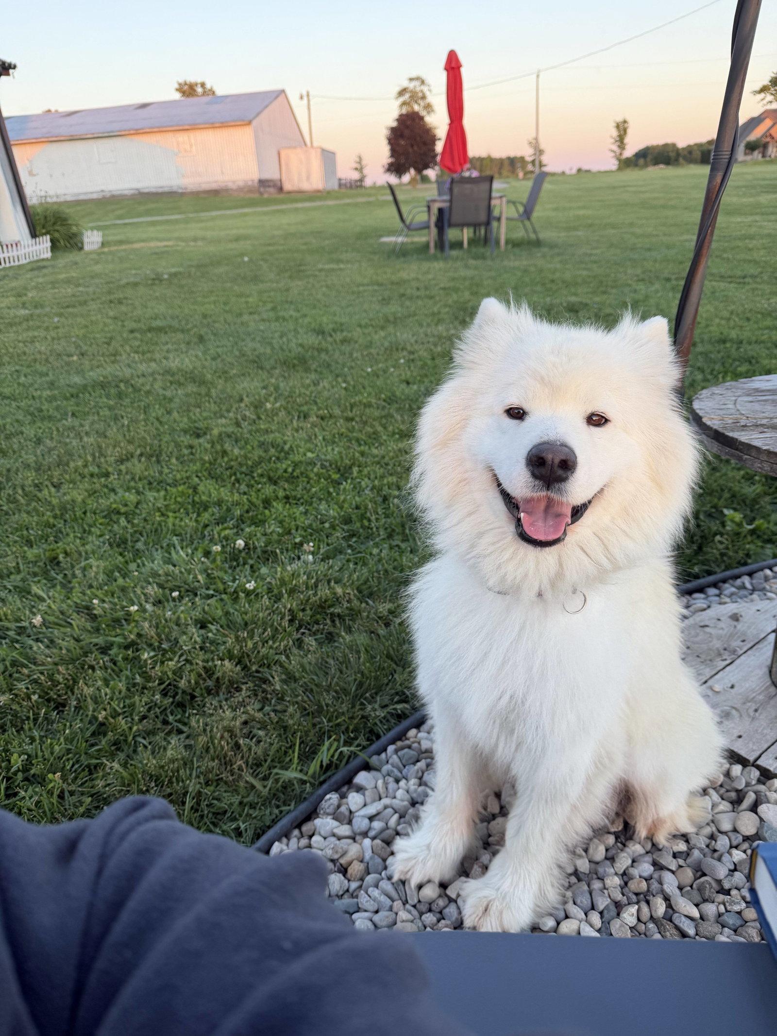 Winter, Adopted, Adult Female Samoyed.
