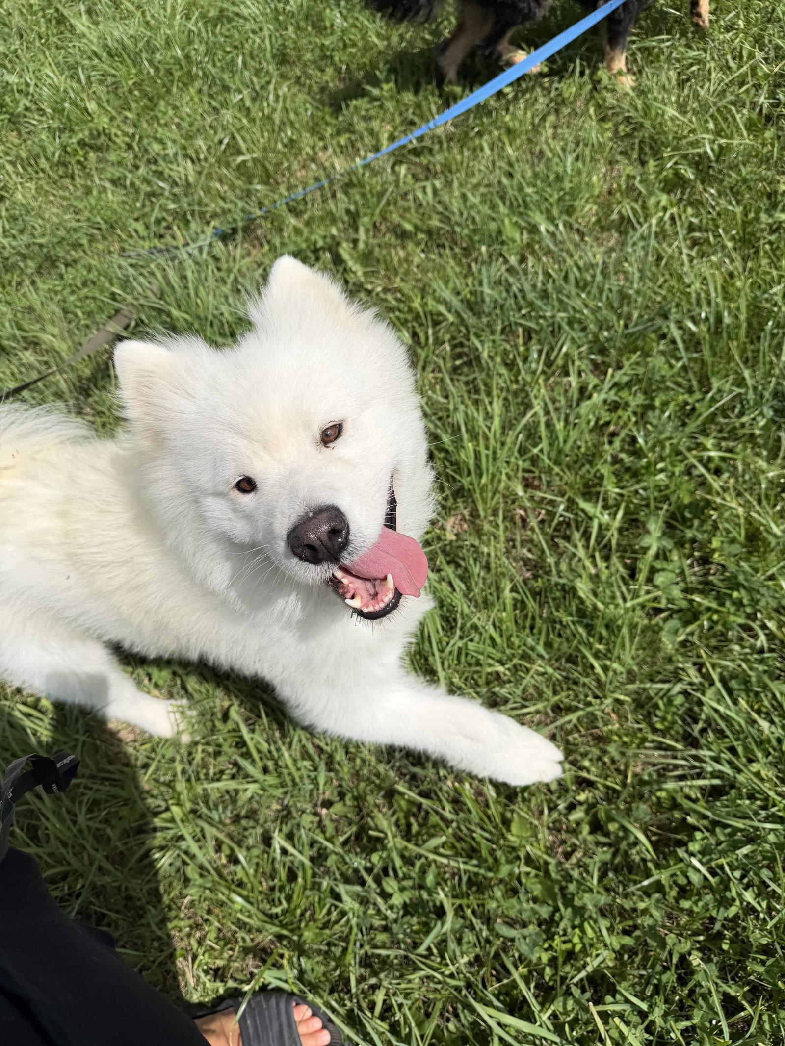 Winter, a Adopted Samoyed in London, ON image 2/3