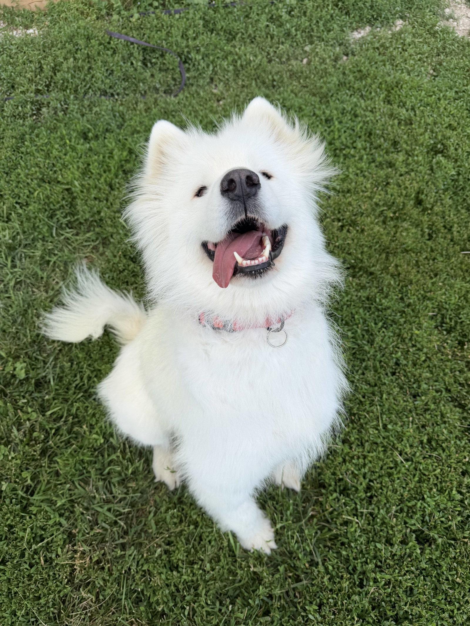 Winter, a Adopted Samoyed in London, ON image 3/3