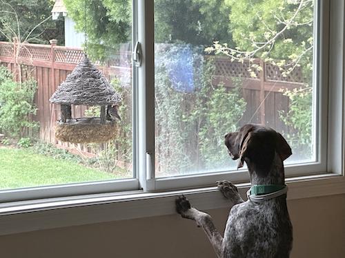 Viola, Adopted, Young Female German Shorthaired Pointer.