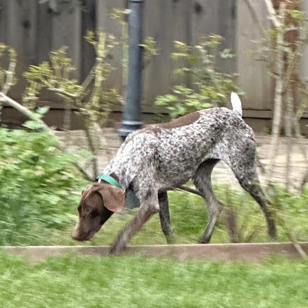Enlarge Viola, a Adopted German Shorthaired Pointer in Menlo Park, CA image 2/3