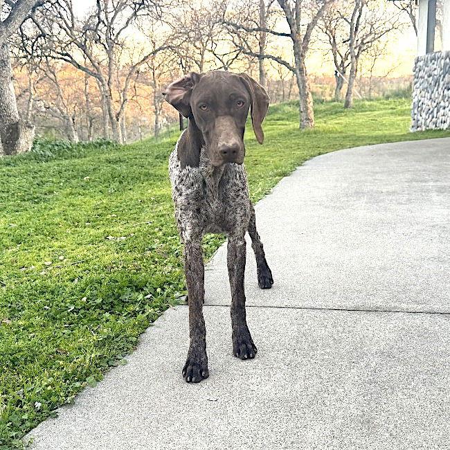 Enlarge Viola, a Adopted German Shorthaired Pointer in Menlo Park, CA image 3/3