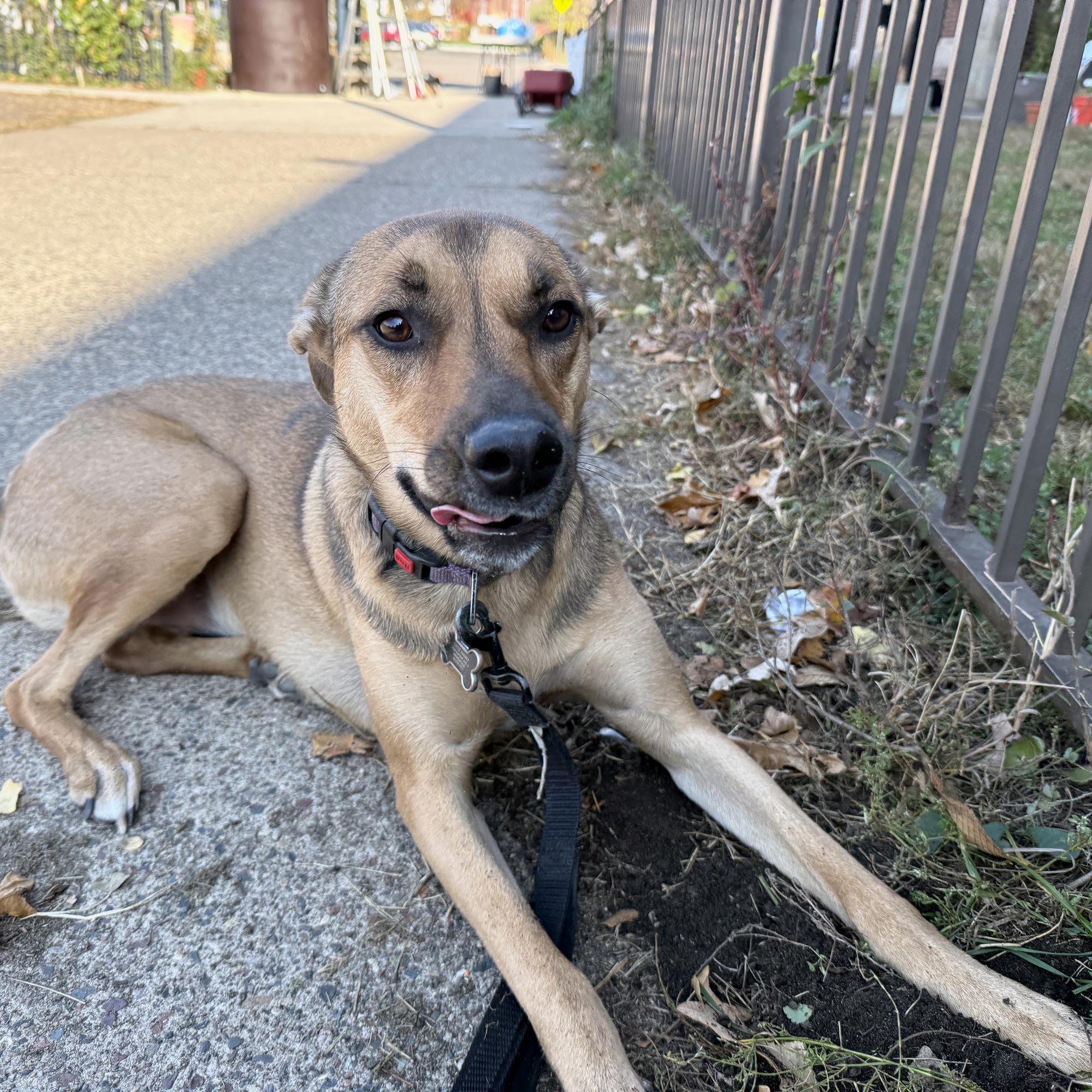 Enlarge Sunday, a Adoptable mixed breed in Minneapolis, MN image 2/6