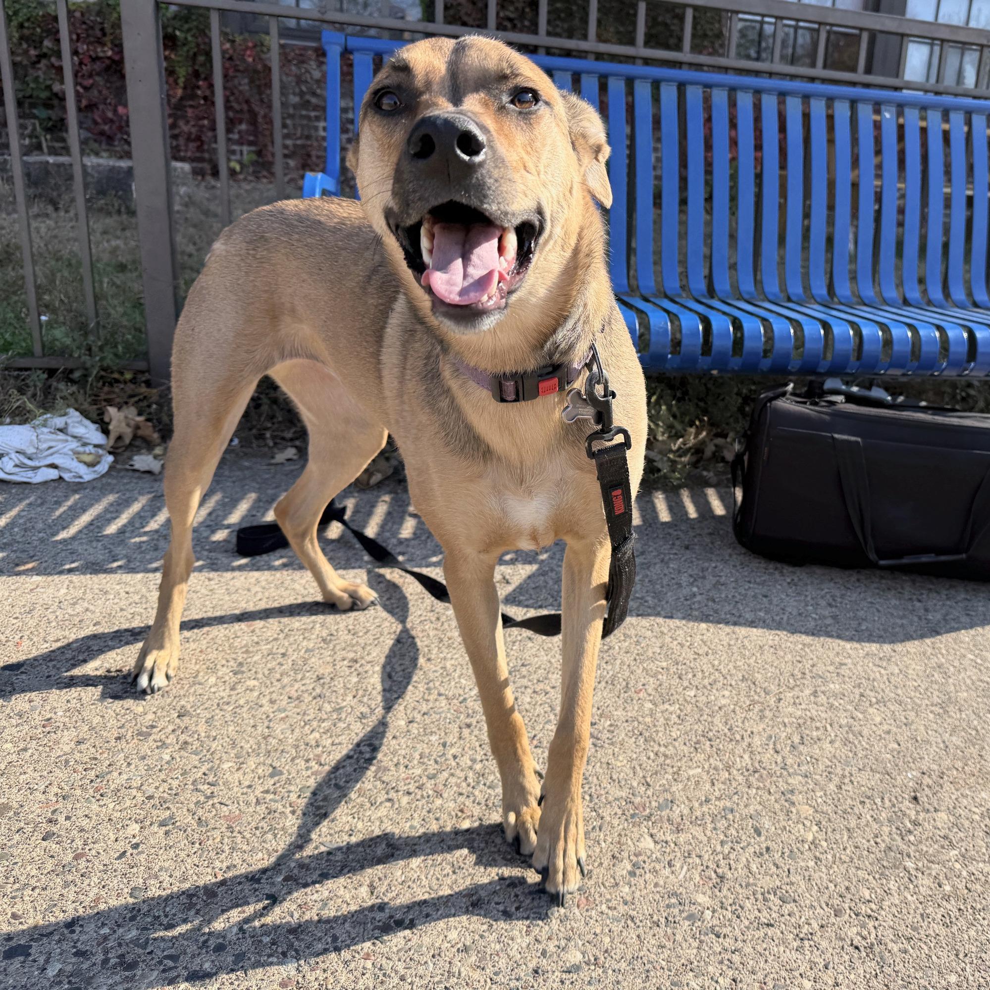 Enlarge Sunday, a Adoptable mixed breed in Minneapolis, MN image 1/6