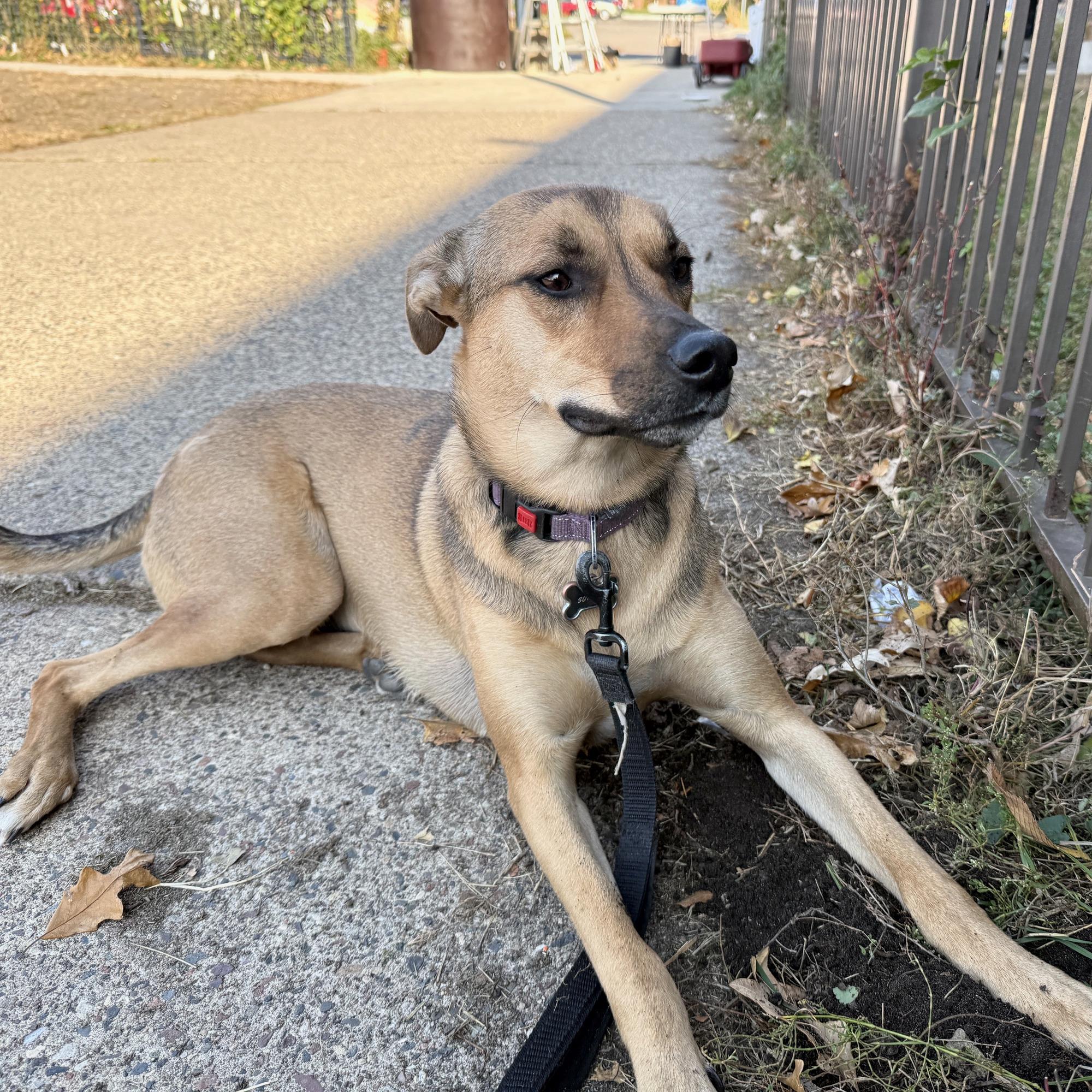 Enlarge Sunday, a Adoptable mixed breed in Minneapolis, MN image 5/6